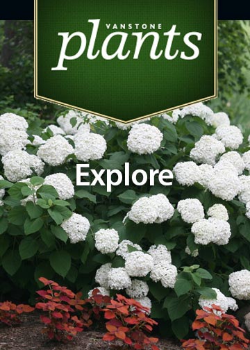 Explore plants
